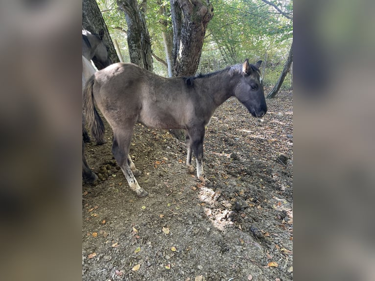 American Quarter Horse Hengst Fohlen (07/2026) 156 cm Grullo in OPI AQ