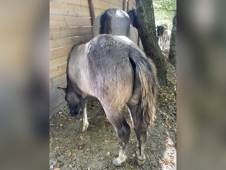 American Quarter Horse Hengst Fohlen (07/2026) 156 cm Grullo in OPI AQ