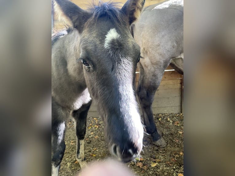 American Quarter Horse Hengst Fohlen (07/2026) 156 cm Grullo in OPI AQ