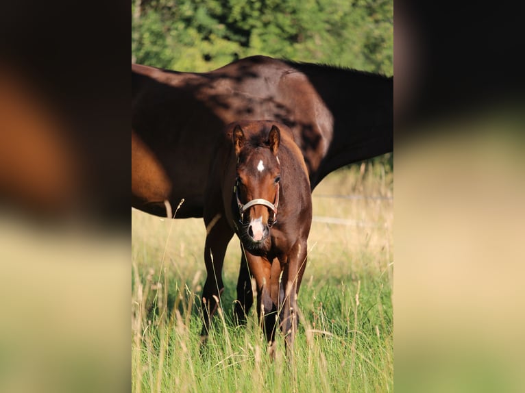 American Quarter Horse Hengst Fohlen (03/2026) 158 cm Brauner in Rosenfeld
