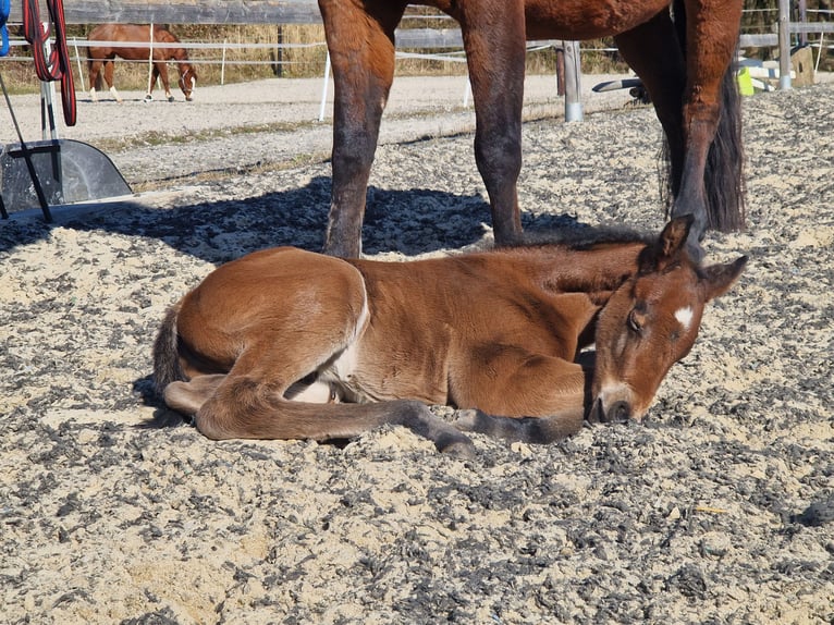 American Quarter Horse Hengst  158 cm Brauner in Greifenstein