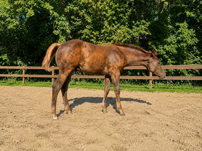American Quarter Horse Hengst Fohlen (05/2026) 158 cm Dunkelfuchs in Steinbeck