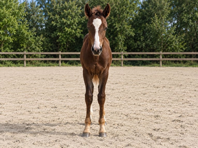 American Quarter Horse Hengst Fohlen (05/2026) 158 cm Dunkelfuchs in Steinbeck