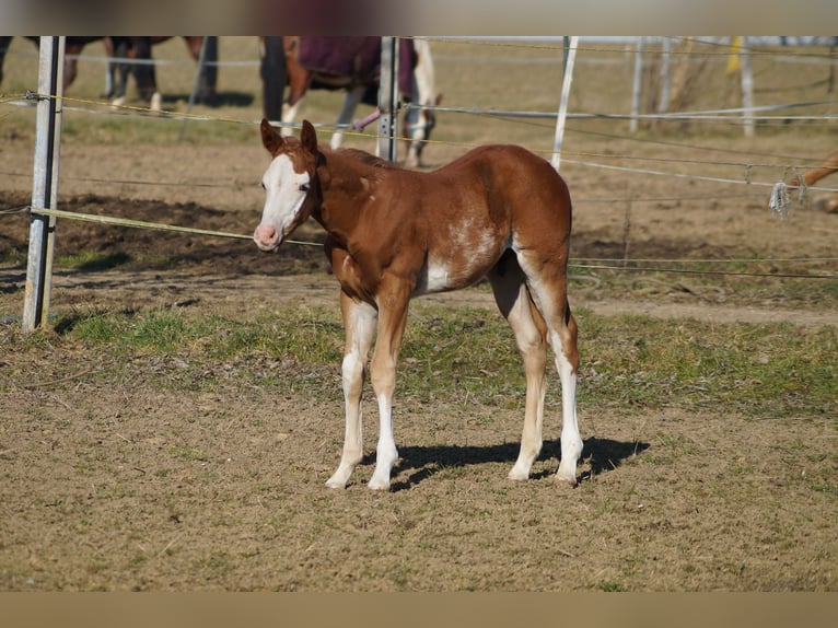 American Quarter Horse Hengst Fohlen (01/2025) 158 cm Fuchs in Nerenstetten