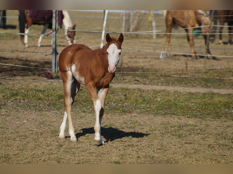 American Quarter Horse Hengst Fohlen (01/2025) 158 cm Fuchs in Nerenstetten