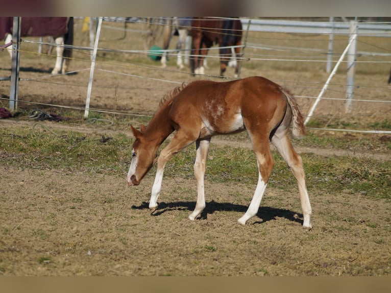 American Quarter Horse Hengst Fohlen (01/2025) 158 cm Fuchs in Nerenstetten