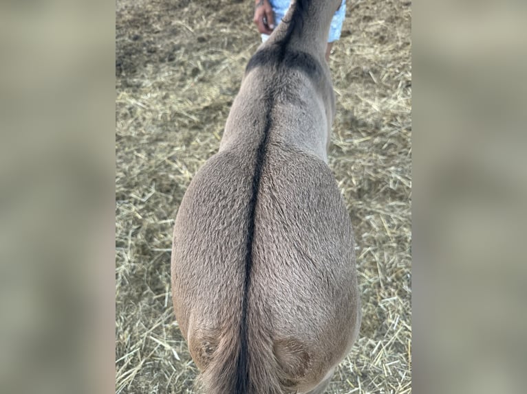 American Quarter Horse Hengst Fohlen (07/2026) 158 cm Grullo in Opi