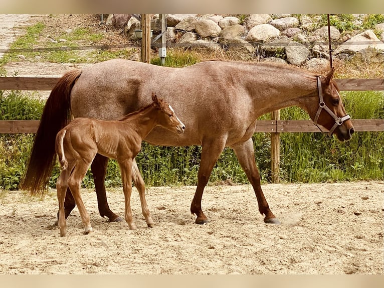 American Quarter Horse Hengst Fohlen (05/2026) 158 cm  in Steinbeck