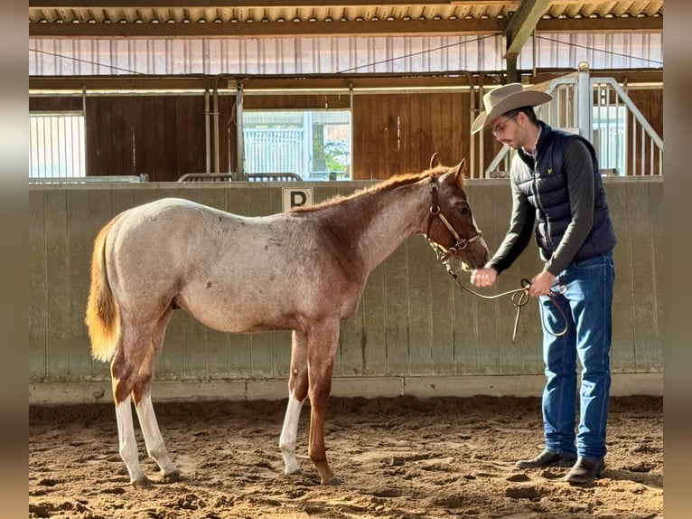 American Quarter Horse Hengst Fohlen (04/2026) 158 cm Roan-Red in Marklohe