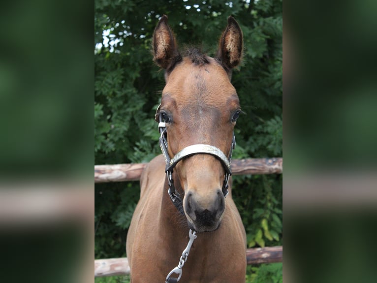 American Quarter Horse Hengst Fohlen (06/2025) 160 cm Brauner in Midwolde