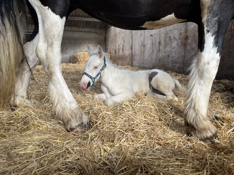 American Quarter Horse Mix Hengst Fohlen (06/2024) 160 cm Cremello in Reek