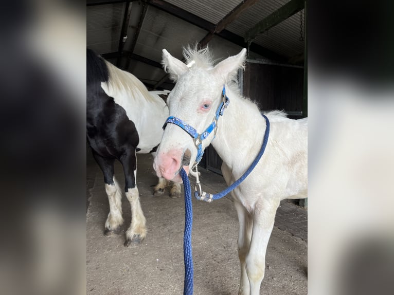 American Quarter Horse Mix Hengst Fohlen (06/2024) 160 cm Cremello in Reek