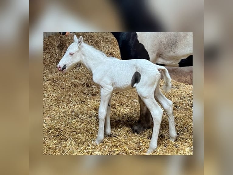 American Quarter Horse Mix Hengst Fohlen (06/2024) 160 cm Cremello in Reek