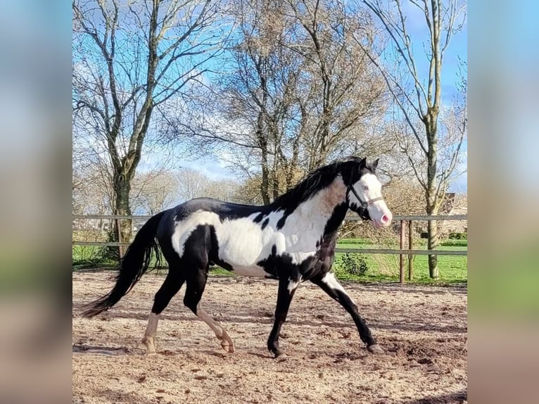 American Quarter Horse Mix Hengst Fohlen (06/2024) 160 cm Cremello in Reek