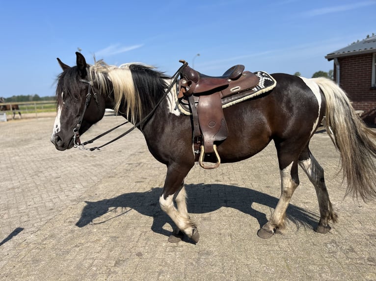 American Quarter Horse Mix Hengst Fohlen (06/2024) 160 cm Cremello in Reek