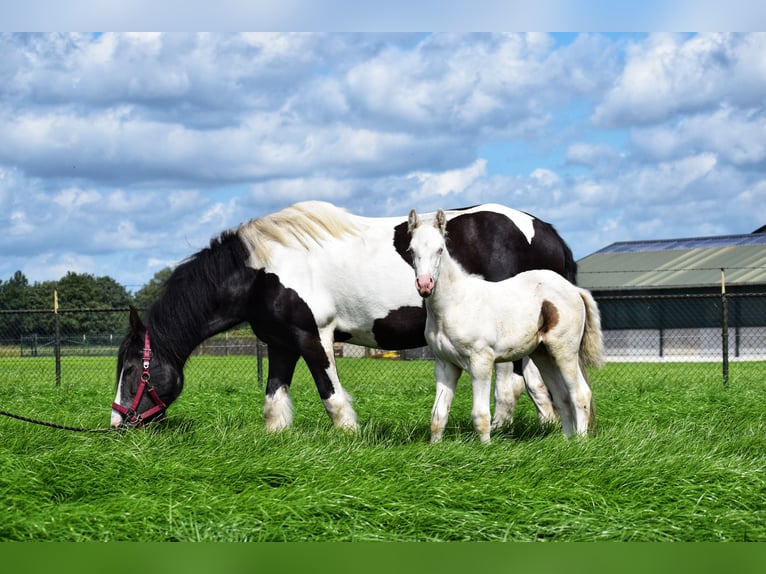 American Quarter Horse Mix Hengst Fohlen (06/2024) 160 cm Cremello in Reek