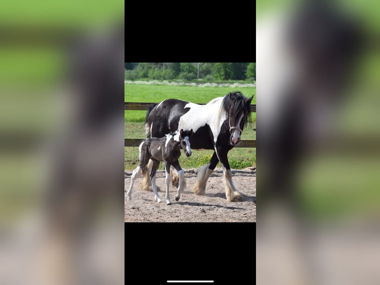 American Quarter Horse Mix Hengst Fohlen (06/2024) 160 cm Cremello in Reek