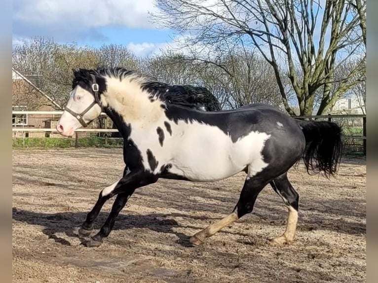 American Quarter Horse Mix Hengst Fohlen (06/2024) 160 cm Cremello in Reek