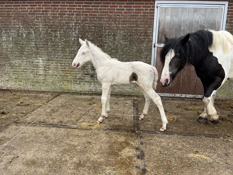 American Quarter Horse Mix Hengst Fohlen (06/2024) 160 cm Cremello in Reek