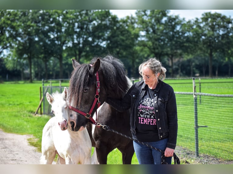 American Quarter Horse Mix Hengst Fohlen (06/2024) 160 cm Cremello in Reek