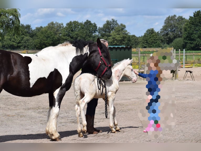 American Quarter Horse Mix Hengst Fohlen (06/2024) 160 cm Cremello in Reek