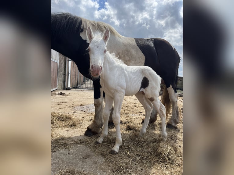 American Quarter Horse Mix Hengst Fohlen (06/2024) 160 cm Cremello in Reek