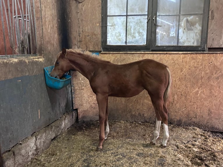 American Quarter Horse Hengst Fohlen (03/2025) 160 cm Fuchs in Kirchendemenreuth