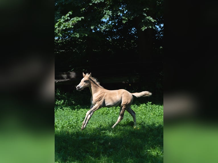 American Quarter Horse Hengst Fohlen (06/2025) 160 cm Palomino in Taufkirchen a. d. Vils
