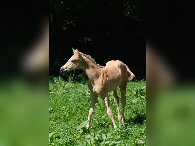 American Quarter Horse Hengst Fohlen (06/2025) 160 cm Palomino in Taufkirchen a. d. Vils