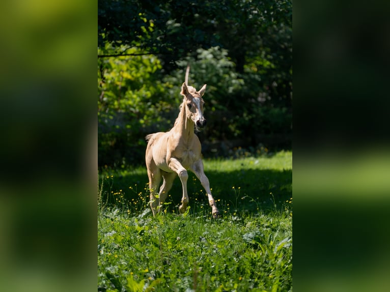 American Quarter Horse Hengst Fohlen (06/2025) 160 cm Palomino in Taufkirchen a. d. Vils