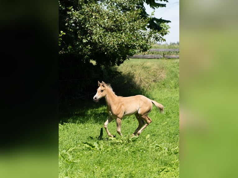 American Quarter Horse Hengst Fohlen (06/2025) 160 cm Palomino in Taufkirchen a. d. Vils