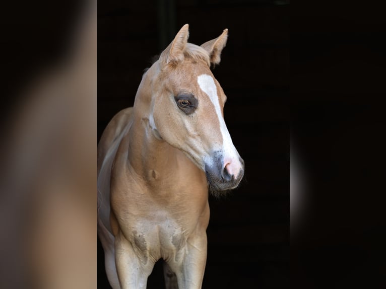 American Quarter Horse Hengst Fohlen (06/2025) 160 cm Palomino in Taufkirchen a. d. Vils