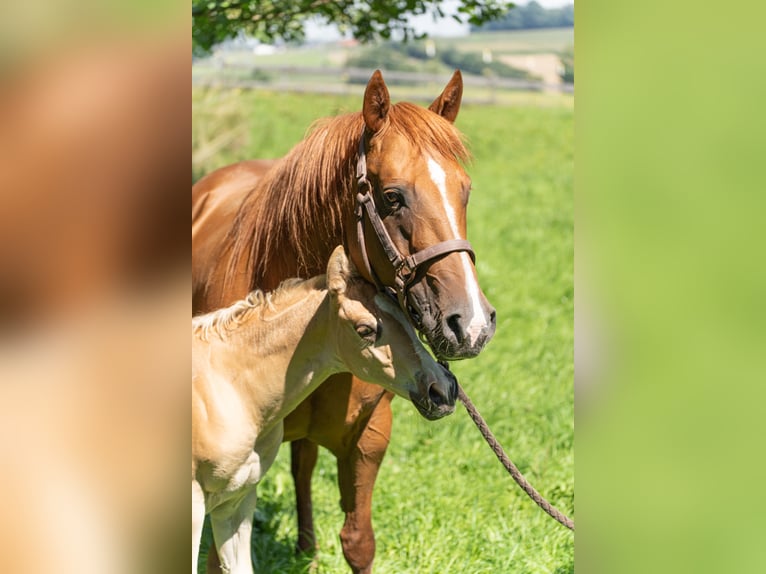 American Quarter Horse Hengst Fohlen (06/2025) 160 cm Palomino in Taufkirchen a. d. Vils
