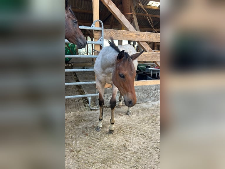 American Quarter Horse Hengst Fohlen (04/2026) 160 cm Roan-Bay in Welzheim