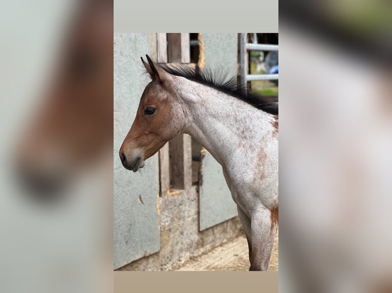 American Quarter Horse Hengst Fohlen (04/2026) 160 cm Roan-Bay in Welzheim