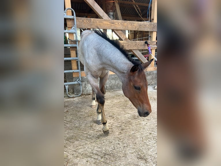 American Quarter Horse Hengst Fohlen (04/2026) 160 cm Roan-Bay in Welzheim