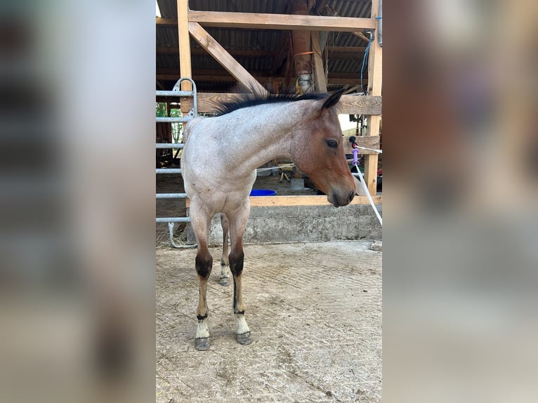 American Quarter Horse Hengst Fohlen (04/2026) 160 cm Roan-Bay in Welzheim
