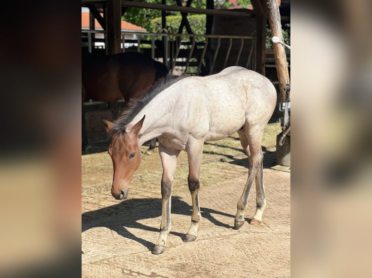 American Quarter Horse Hengst Fohlen (04/2026) 160 cm Roan-Bay in Welzheim
