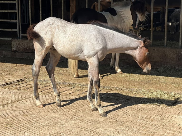 American Quarter Horse Hengst Fohlen (04/2026) 160 cm Roan-Bay in Welzheim