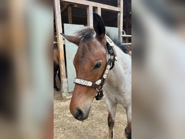 American Quarter Horse Hengst Fohlen (04/2026) 160 cm Roan-Bay in Welzheim