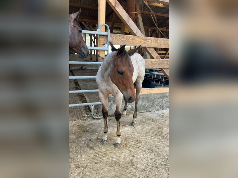 American Quarter Horse Hengst Fohlen (04/2026) 160 cm Roan-Bay in Welzheim