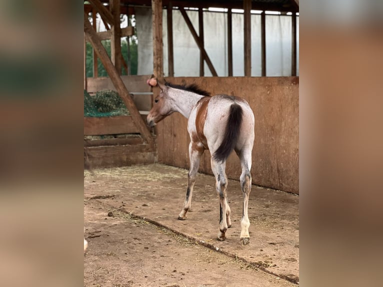 American Quarter Horse Hengst Fohlen (04/2026) 160 cm Roan-Bay in Welzheim
