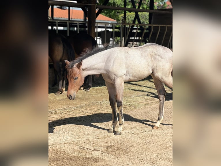 American Quarter Horse Hengst Fohlen (04/2026) 160 cm Roan-Bay in Welzheim