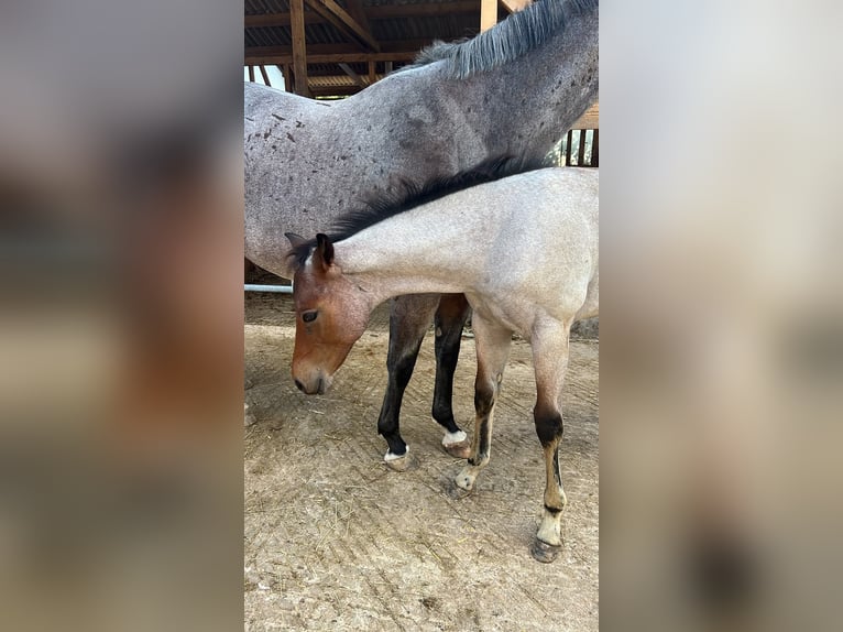American Quarter Horse Hengst Fohlen (04/2026) 160 cm Roan-Bay in Welzheim