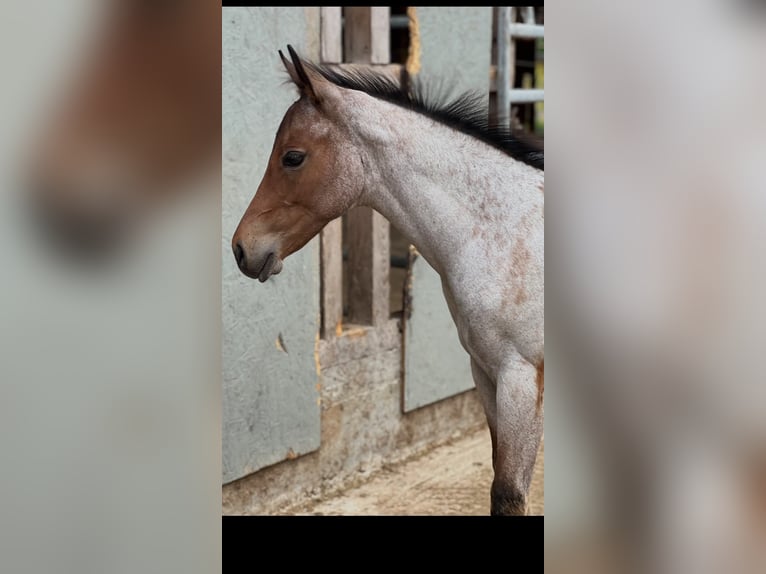 American Quarter Horse Hengst Fohlen (04/2026) 160 cm Roan-Bay in Welzheim