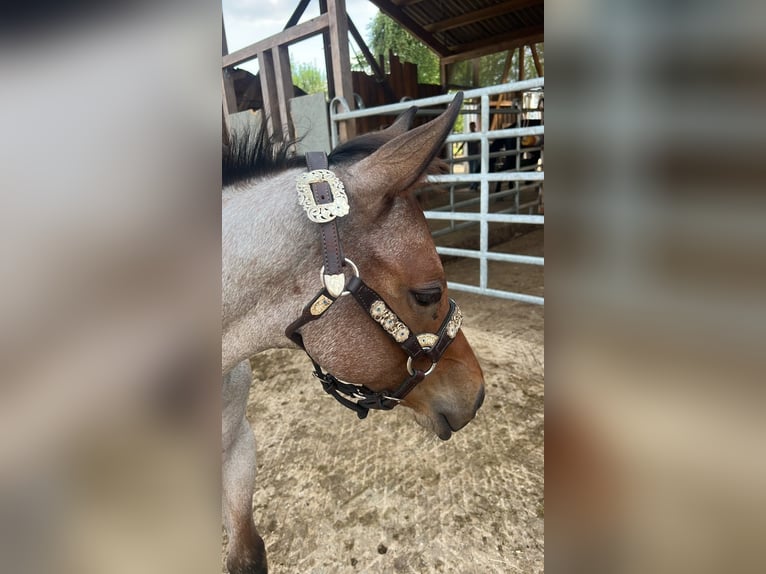 American Quarter Horse Hengst Fohlen (04/2026) 160 cm Roan-Bay in Welzheim