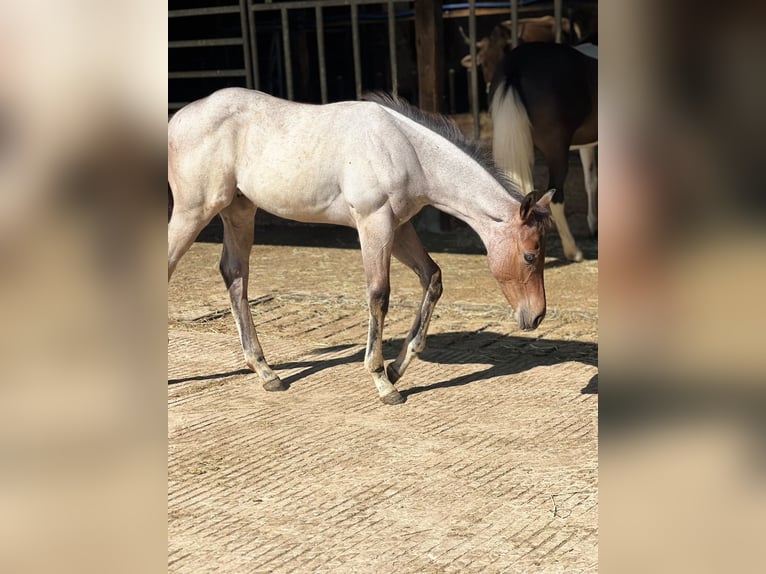 American Quarter Horse Hengst Fohlen (04/2026) 160 cm Roan-Bay in Welzheim