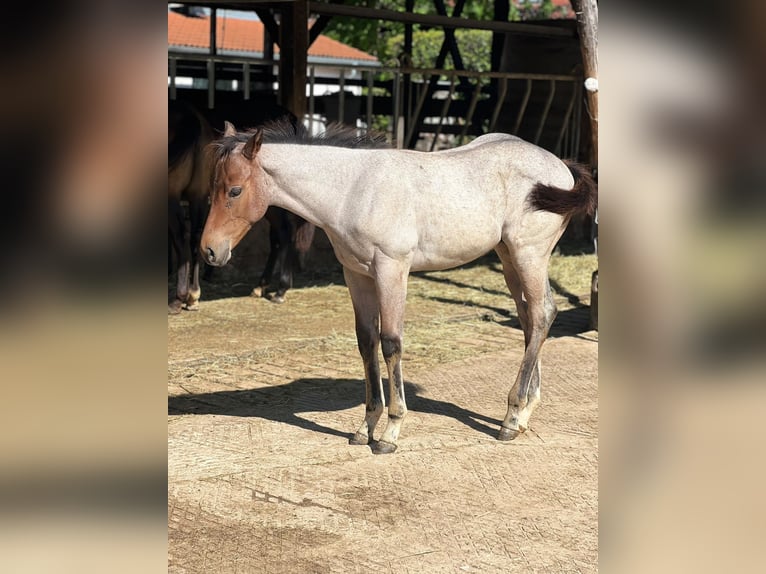 American Quarter Horse Hengst Fohlen (04/2026) 160 cm Roan-Bay in Welzheim