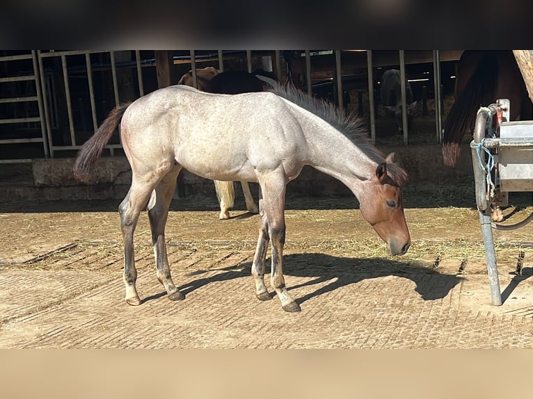American Quarter Horse Hengst Fohlen (04/2026) 160 cm Roan-Bay in Welzheim