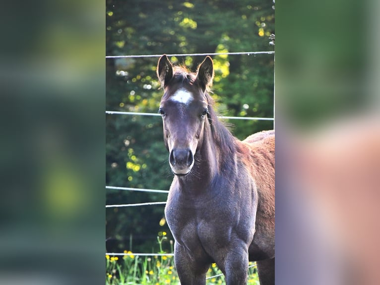 American Quarter Horse Hengst Fohlen (05/2025) 160 cm Roan-Bay in Geretsried
